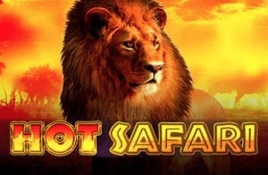 safari 